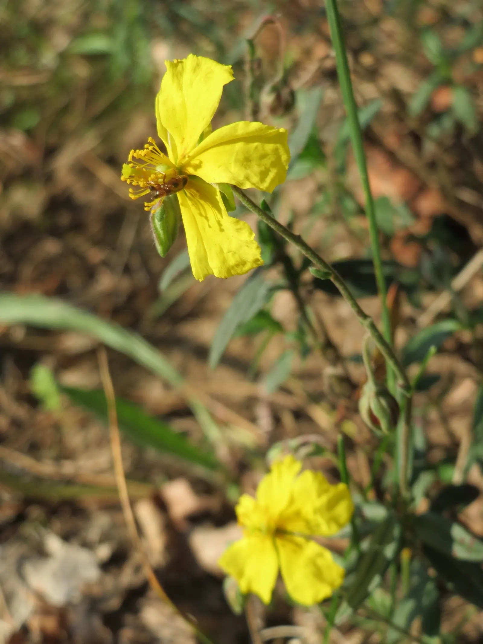 Sun Rose (Helianthemum Nummularium) — which measure about 1 inch across