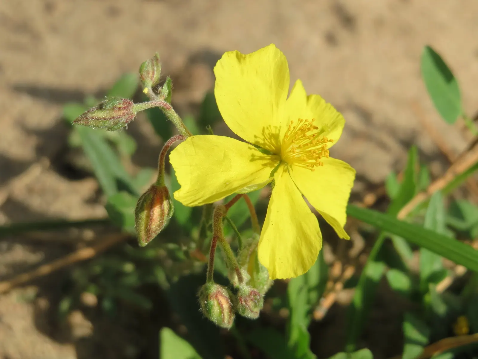 Sun Rose (Helianthemum Nummularium) — The foliage remains attractive throughout the seasons; saucer-shaped flowers in shades of yellow, image 64