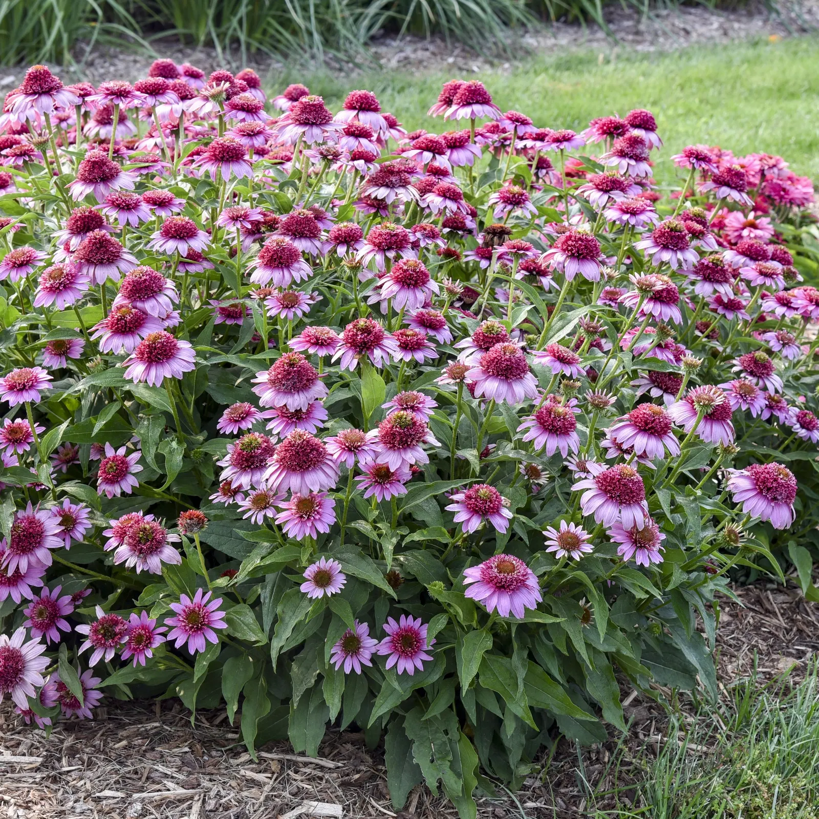 'Everything's Rosy' Coneflower (Echinacea hybrid) — It grows 20-24 inches tall and wide, blooming from summer into fall