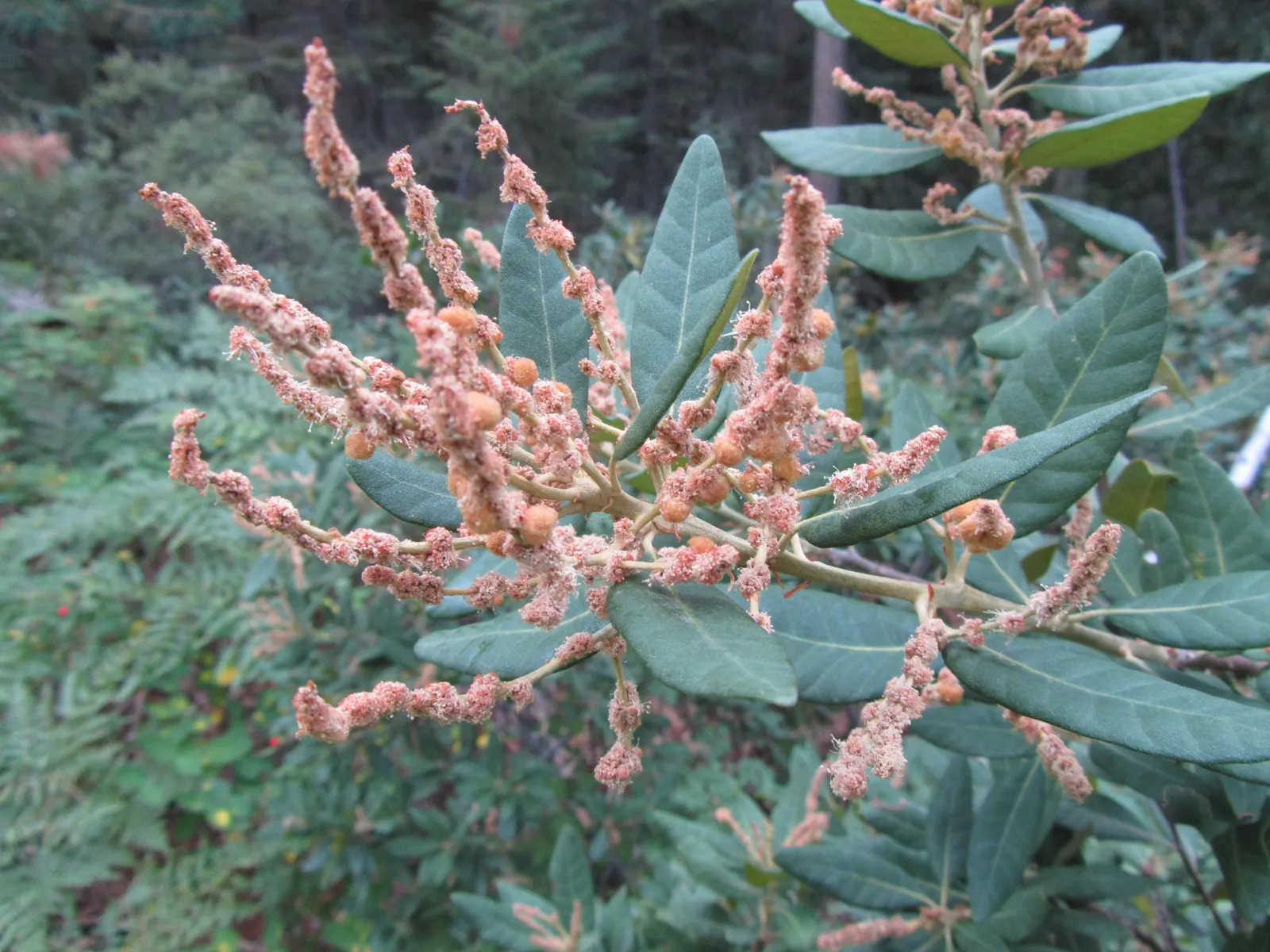Tan Oak (Notholithocarpus Densiflorus) — The leaves' underbellies hint at a lighter green