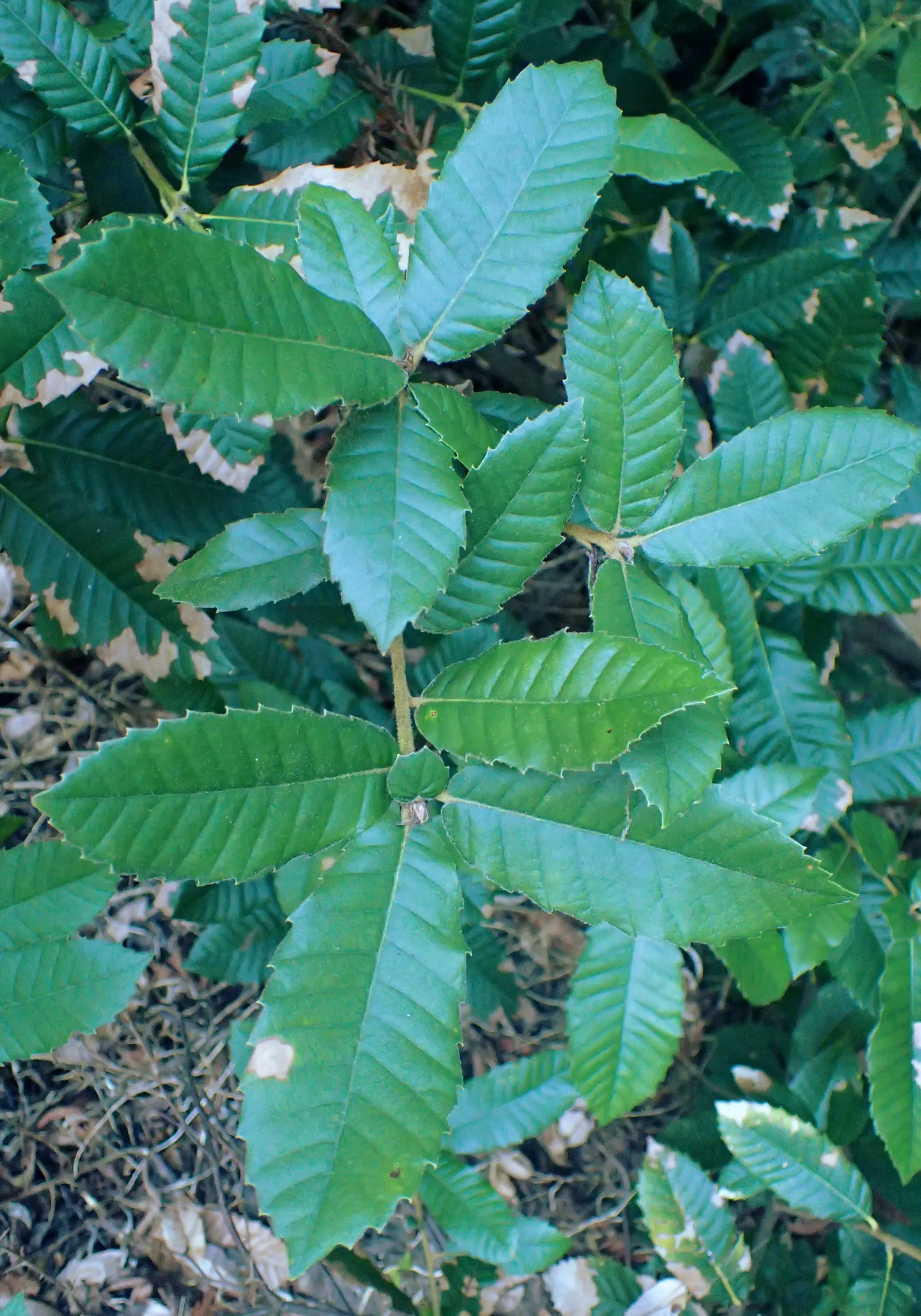 Tan Oak (Notholithocarpus Densiflorus) — The Tan Oak, Notholithocarpus densiflora, is a versatile evergreen, thriving in USDA zones 7-9; the tree produces