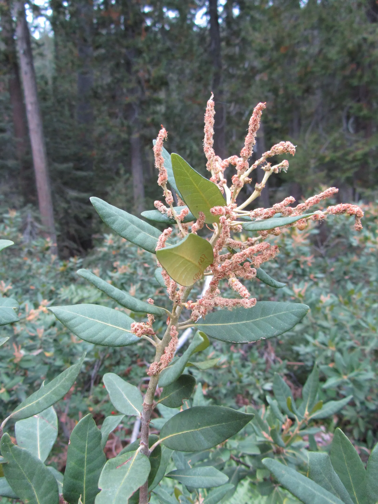 Tan Oak (Notholithocarpus Densiflorus) — lance-shaped leaves that range from 3 to 6 inches in length
