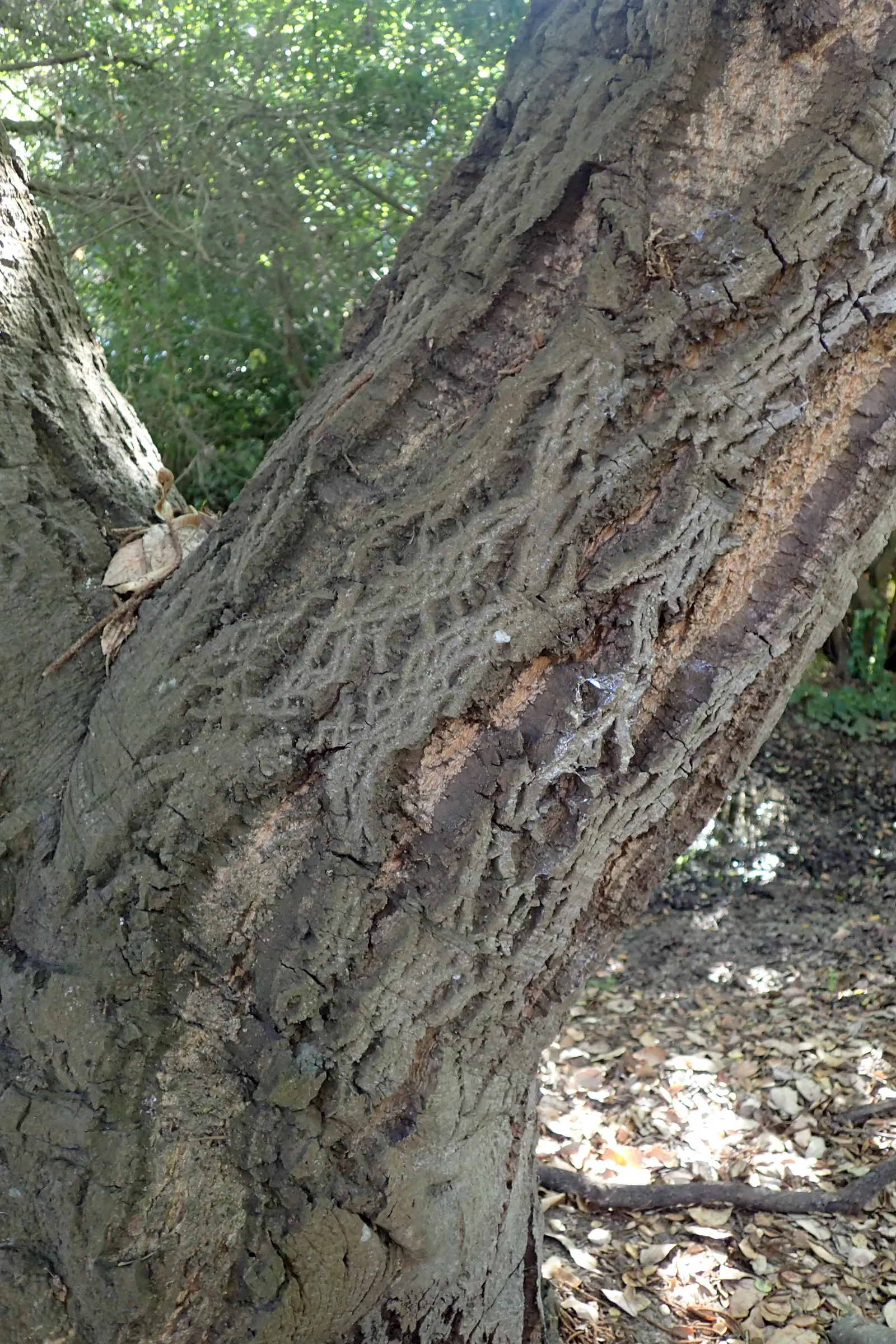 Tan Oak (Notholithocarpus Densiflorus) — <br><br>For the landscape designer