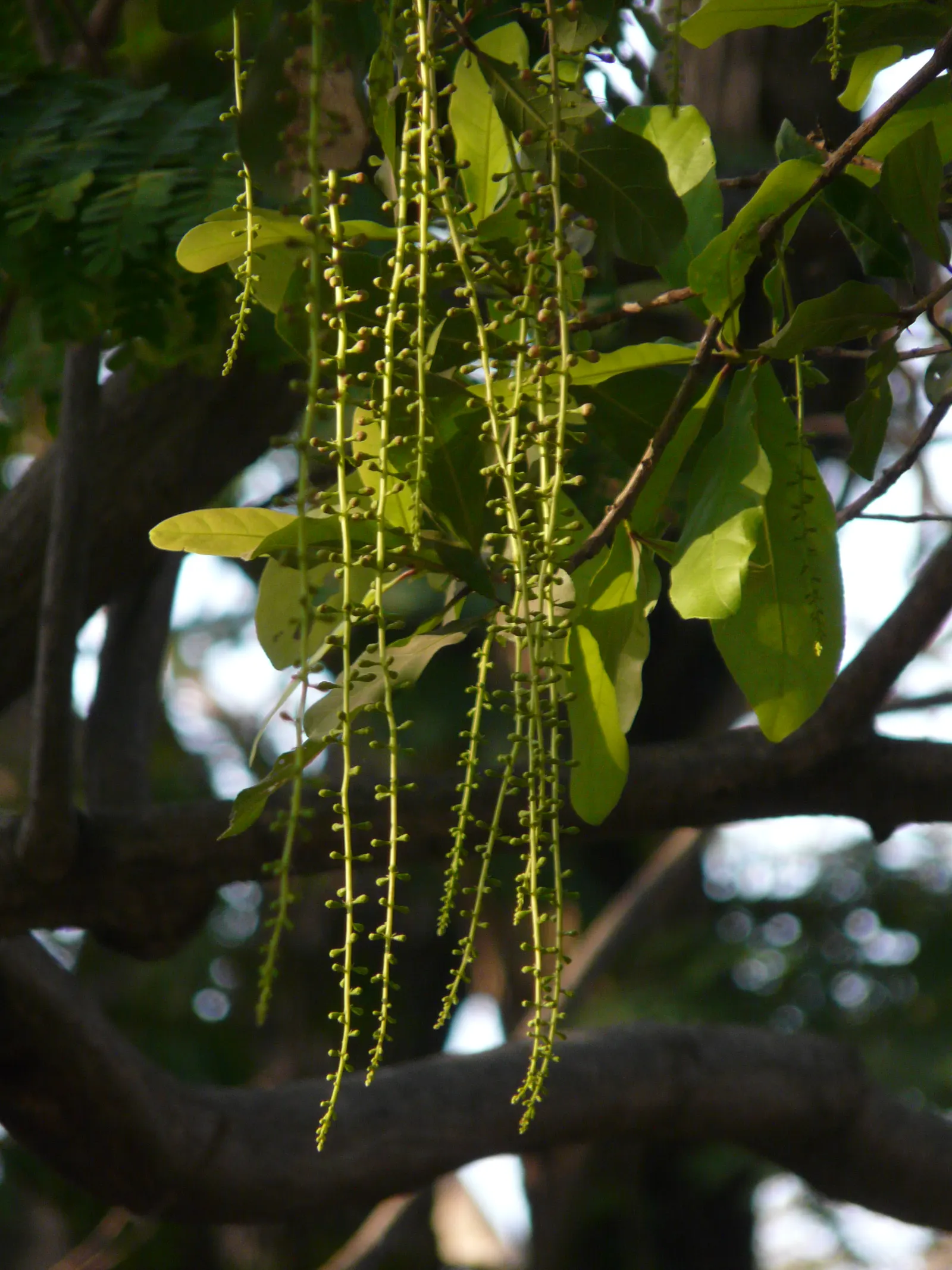 Tan Oak (Notholithocarpus Densiflorus) — Tan Oaks prefer well-draining soil with partial to full sun