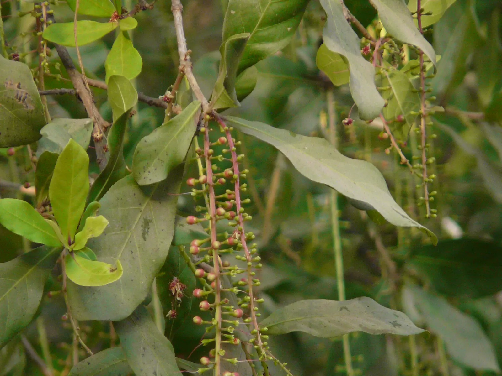 Tan Oak (Notholithocarpus Densiflorus) — white flowers in the garden