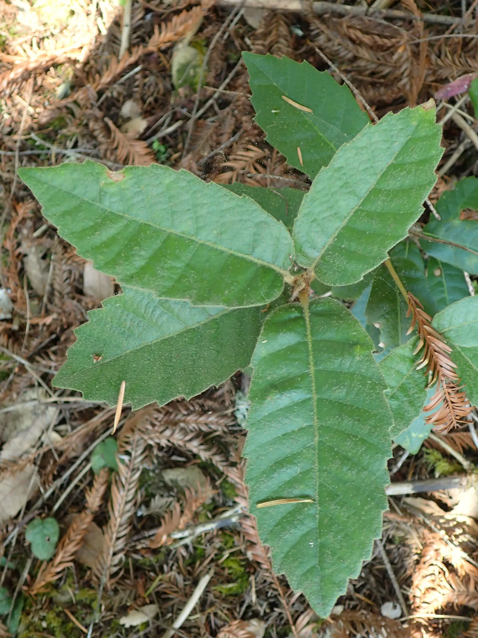 Tan Oak (Notholithocarpus Densiflorus) — Its foliage is characterized by leathery