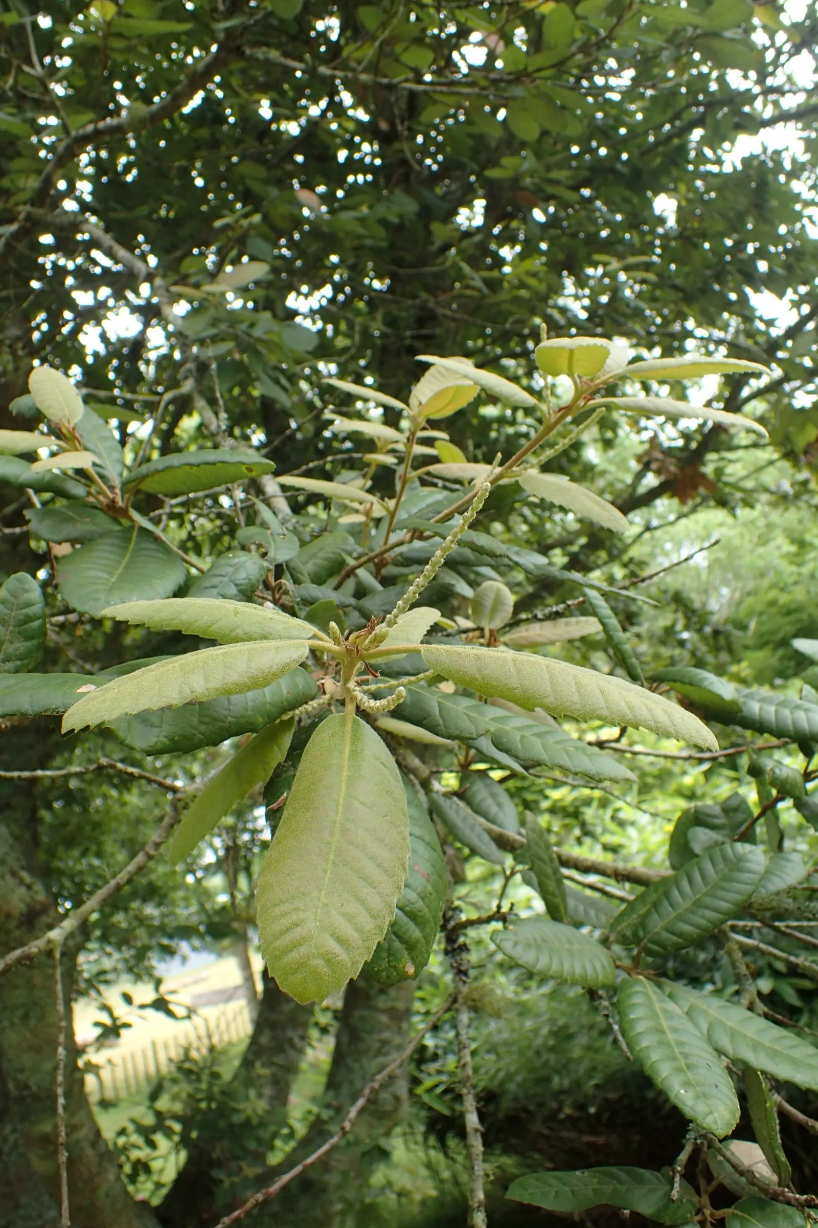Tan Oak (Notholithocarpus Densiflorus) — Possessing a grand stature