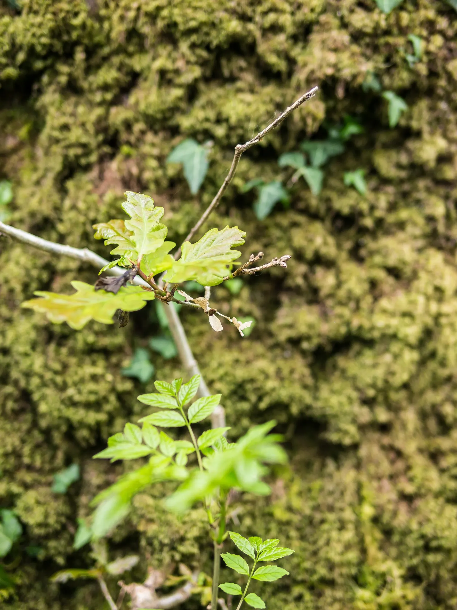 Tan Oak (Notholithocarpus Densiflorus) — making it an ideal choice for larger landscapes that can accommodate its dimensions