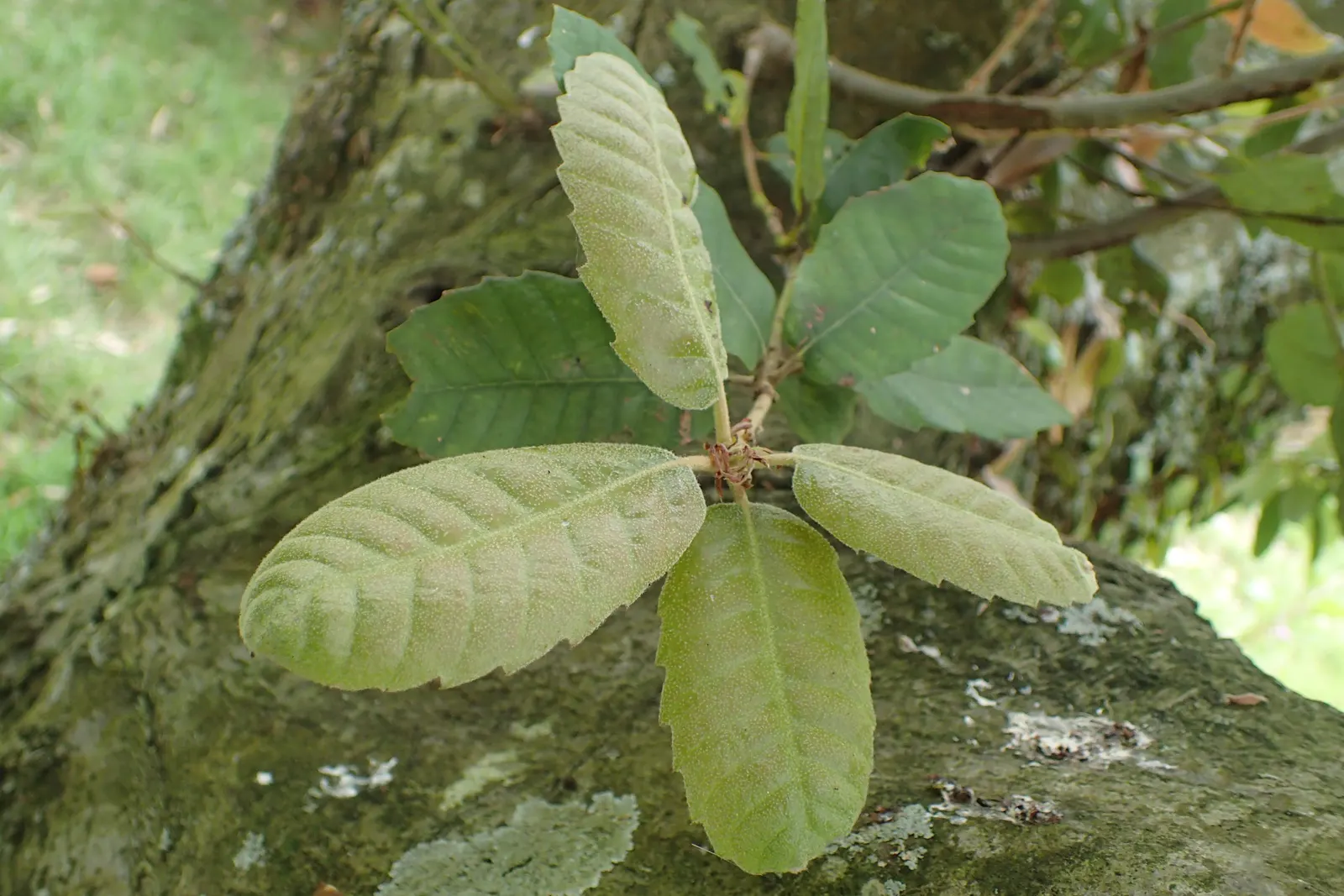 Tan Oak (Notholithocarpus Densiflorus) — It can reach 20-70 feet in height with a 20-35-foot spread