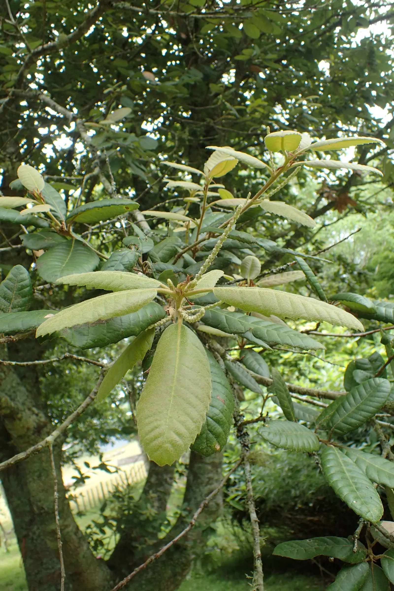 Tan Oak (Notholithocarpus Densiflorus) — slightly acidic soil and appreciating partial to full sunlight exposures; providing a valuable food source for local