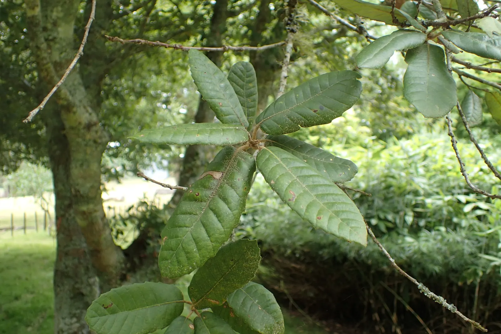 Tan Oak (Notholithocarpus Densiflorus) — with a broad canopy spread of 20 to 40 feet upon maturity