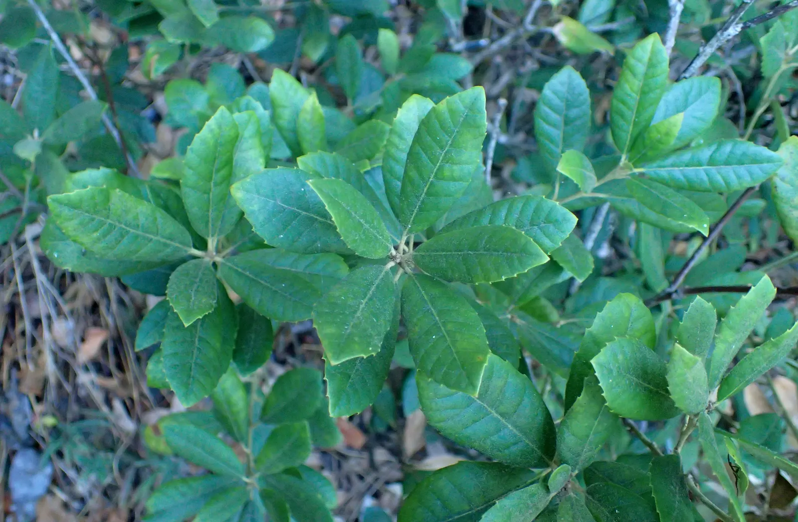 Tan Oak (Notholithocarpus Densiflorus) — it typically reaches heights of 50 to 70 feet