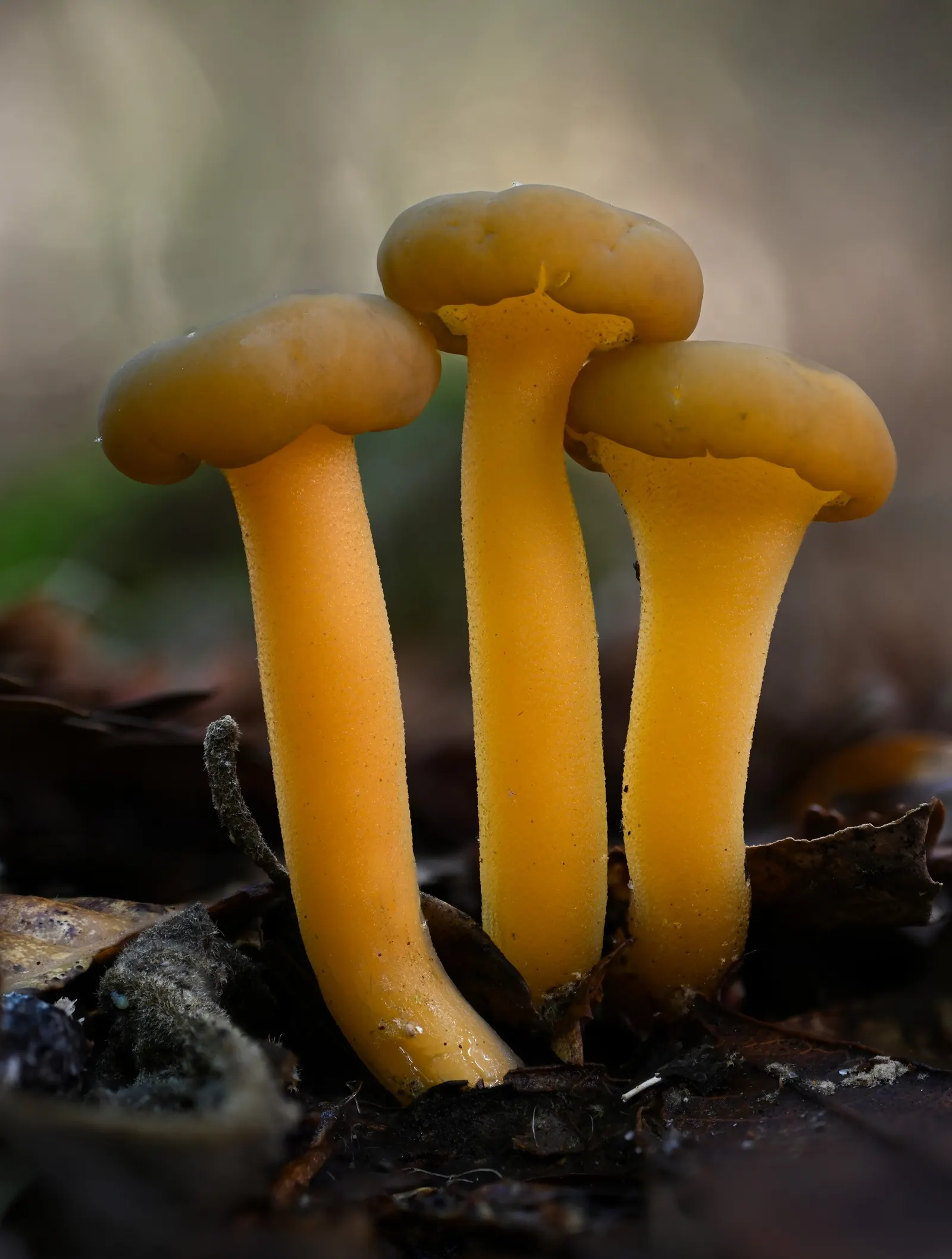Tan Oak (Notholithocarpus Densiflorus) — providing a valuable food source for local wildlife