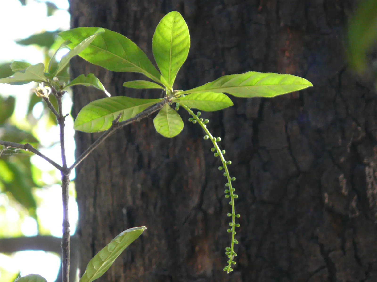 Tan Oak (Notholithocarpus Densiflorus) — commonly referred to as Tan Oak