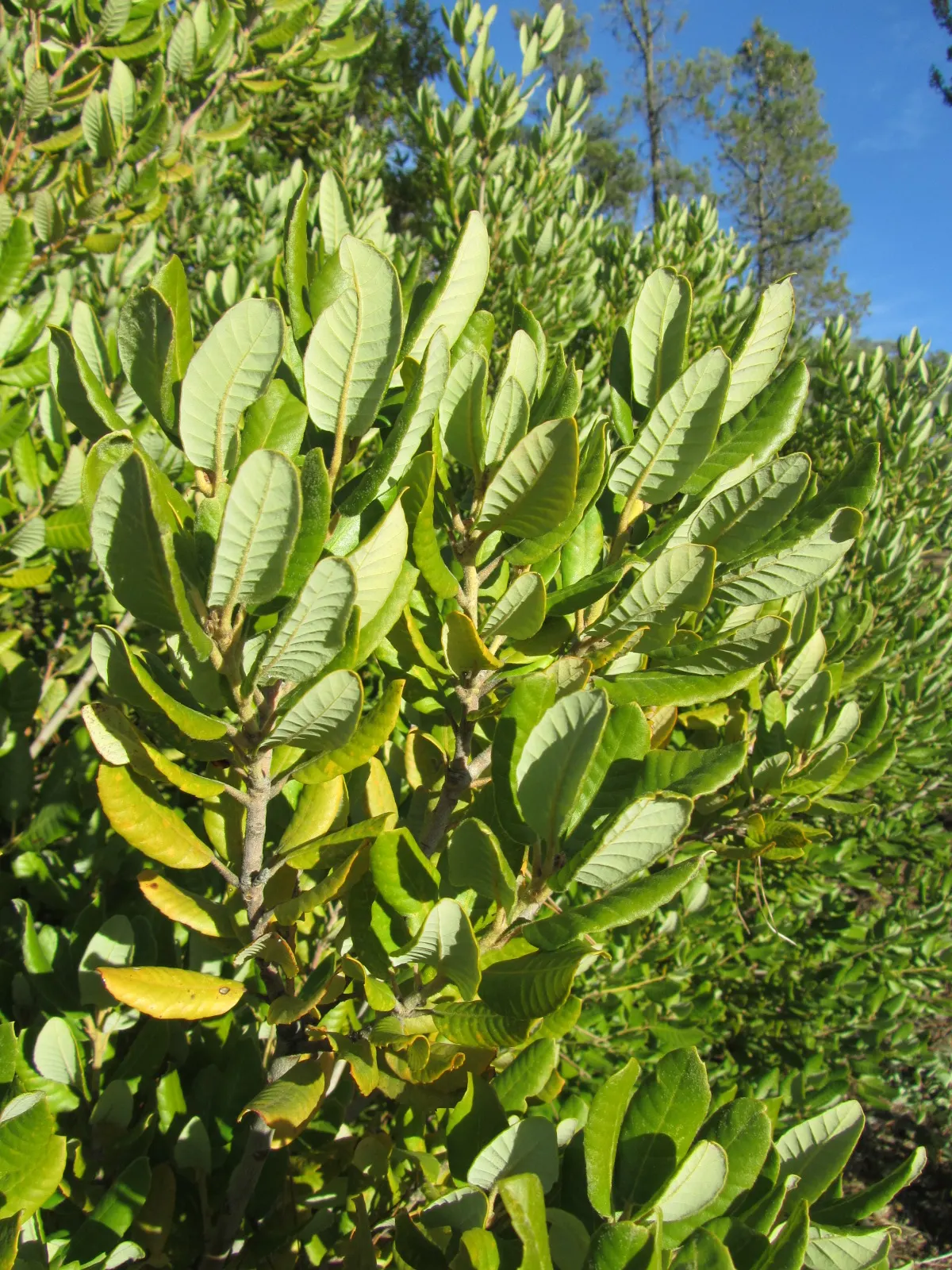 Tan Oak (Notholithocarpus Densiflorus) — adding depth and texture to the foliage.<br><br>The Tan Oak flourishes in USDA hardiness zones 7 through 9
