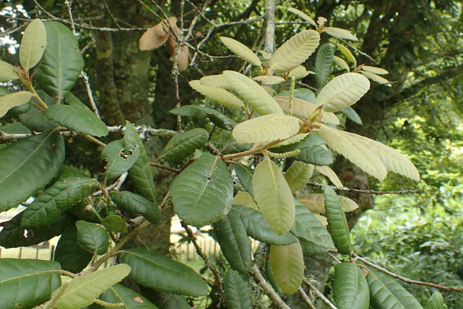 Tan Oak (Notholithocarpus Densiflorus) — lance-shaped leaves that range from 3 to 6 inches in length; shrub / tree with white blooms