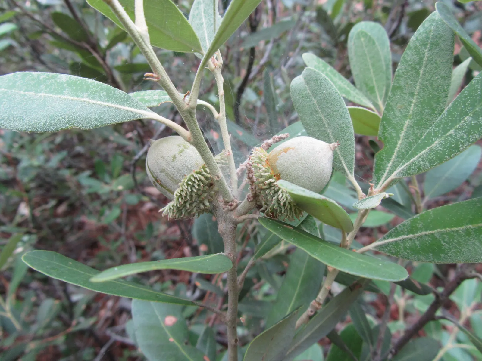 Tan Oak (Notholithocarpus Densiflorus) — Clients will appreciate its low-maintenance nature and the year-round visual interest it provides