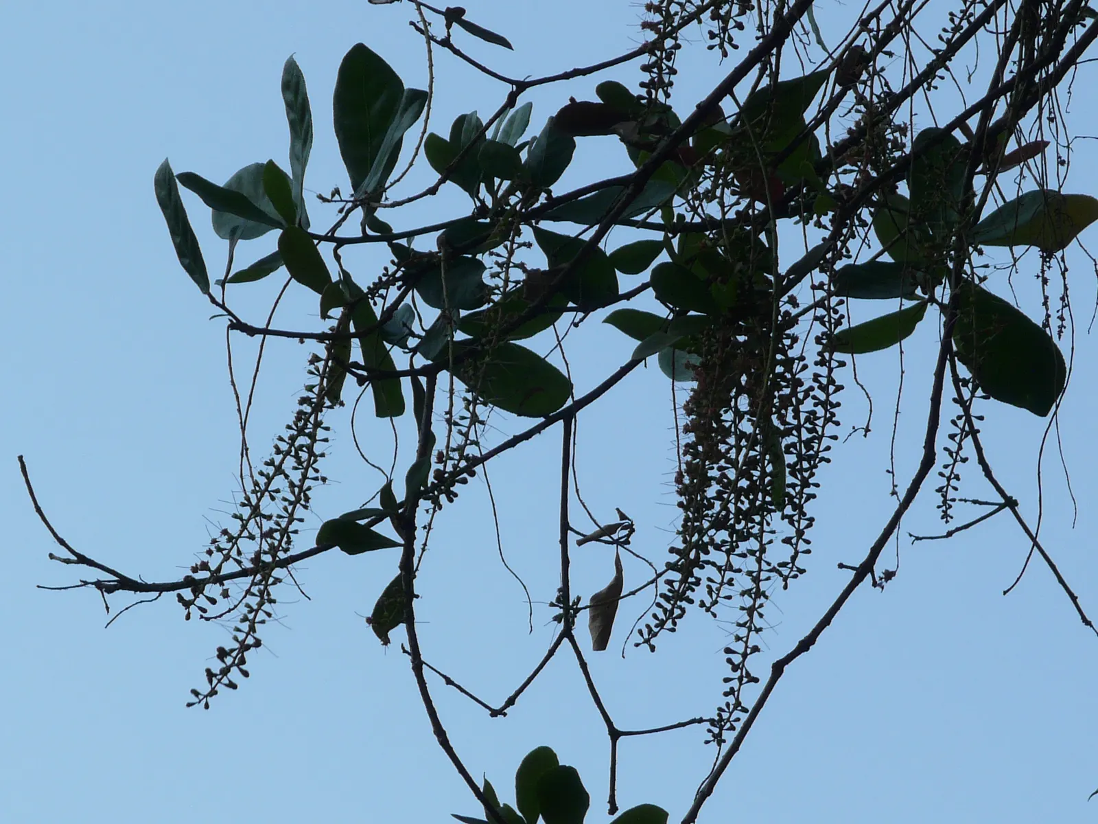 Tan Oak (Notholithocarpus Densiflorus) — Its broad leaves resemble those of true oaks but are leathery with a glossy green top