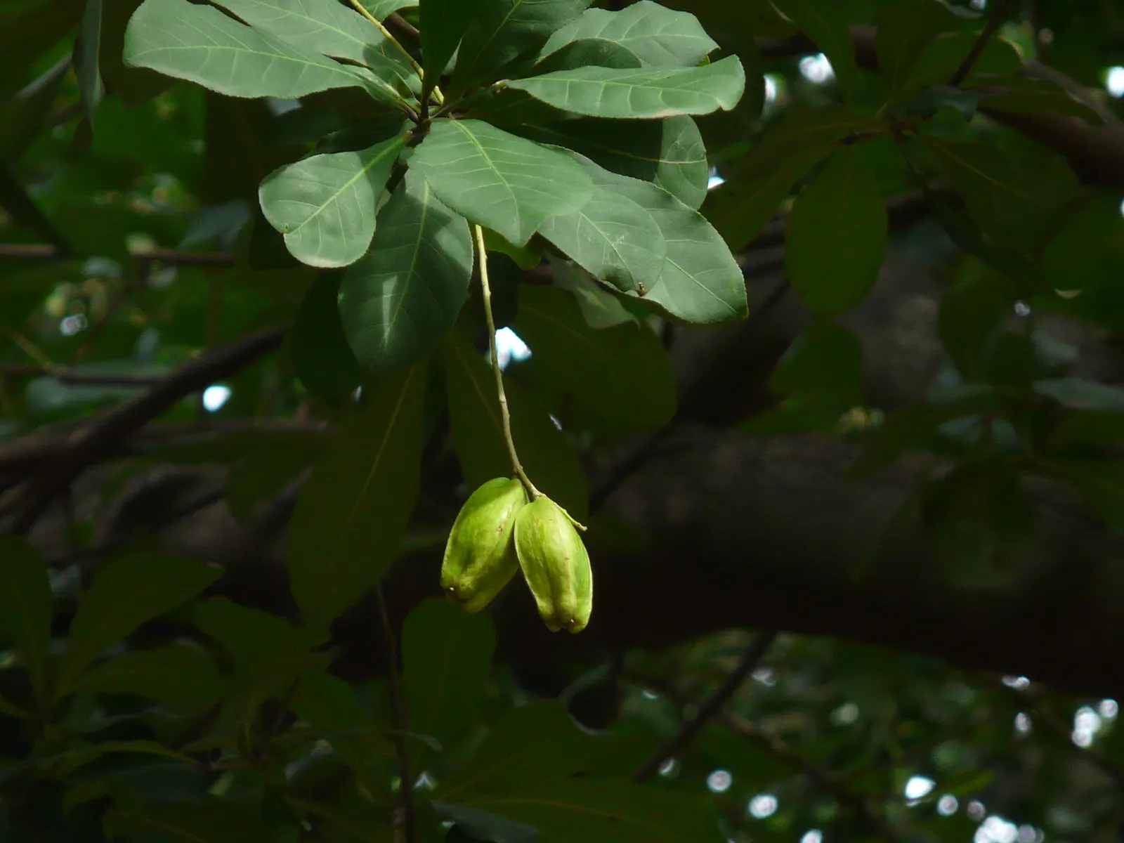 Tan Oak (Notholithocarpus Densiflorus) — is an evergreen tree of notable versatility and resilience
