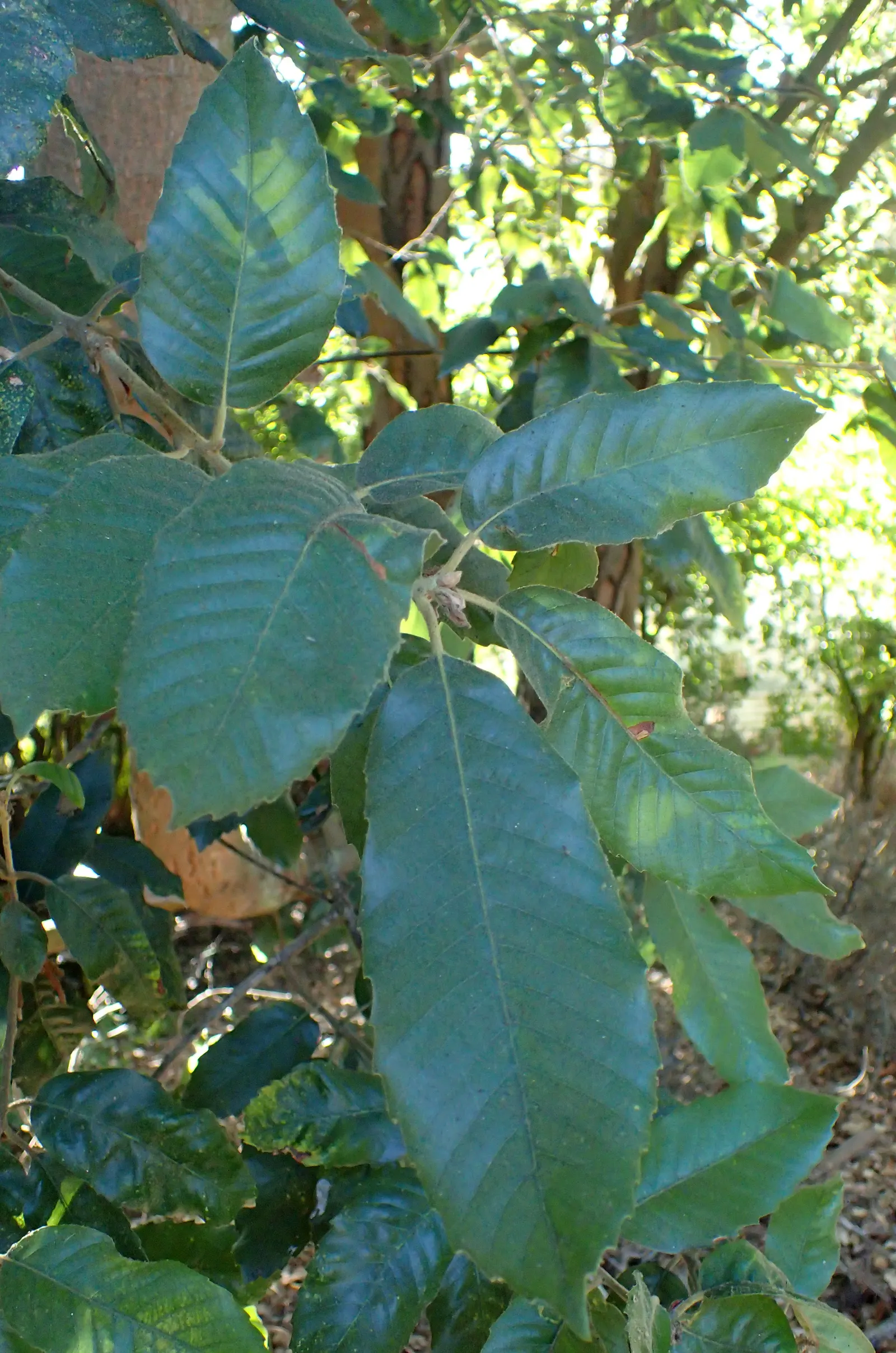Tan Oak (Notholithocarpus Densiflorus) — often selected for landscape designs that require a robust and attractive tree species