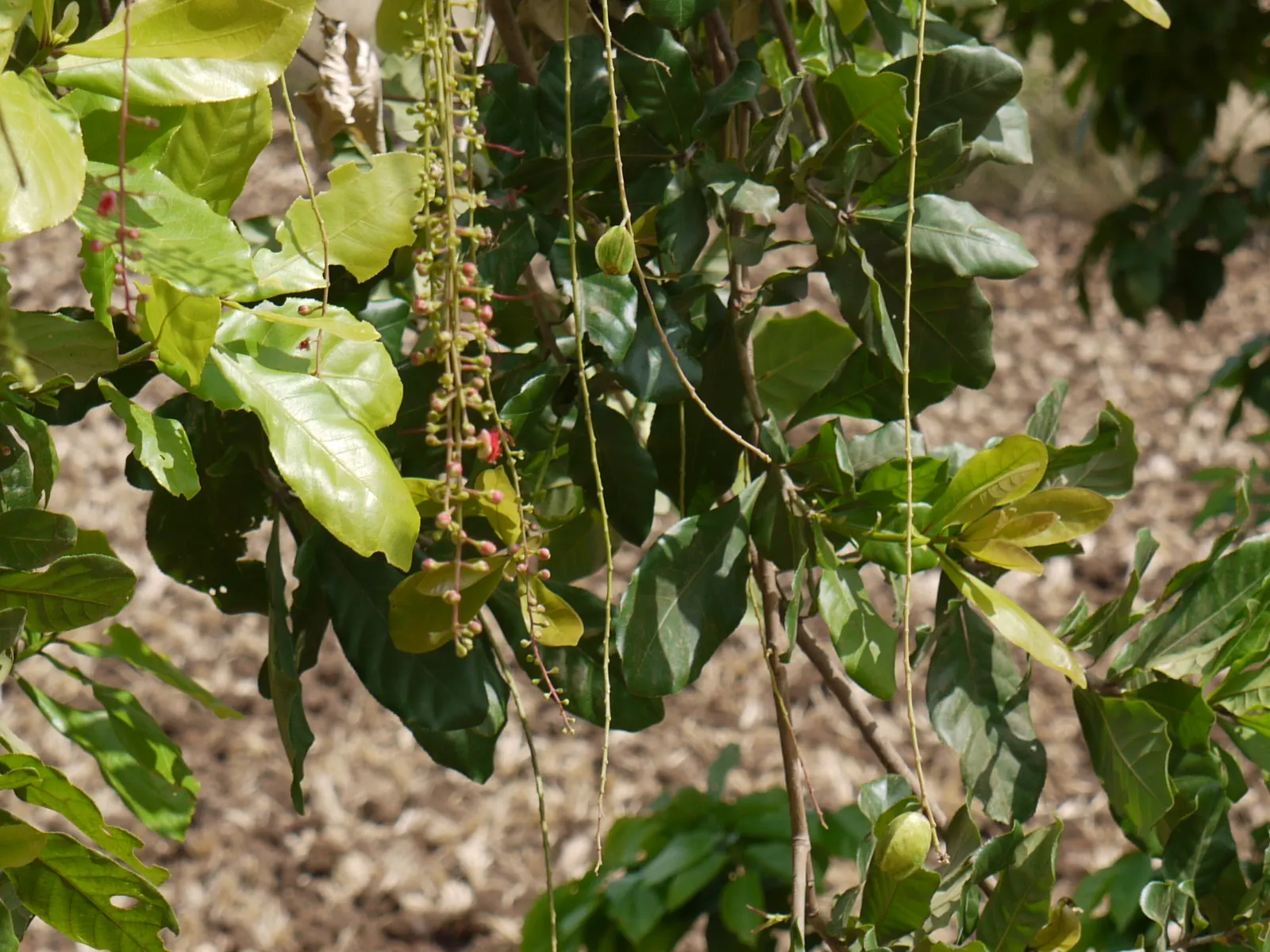 Tan Oak (Notholithocarpus Densiflorus) — but it performs best with consistent moisture