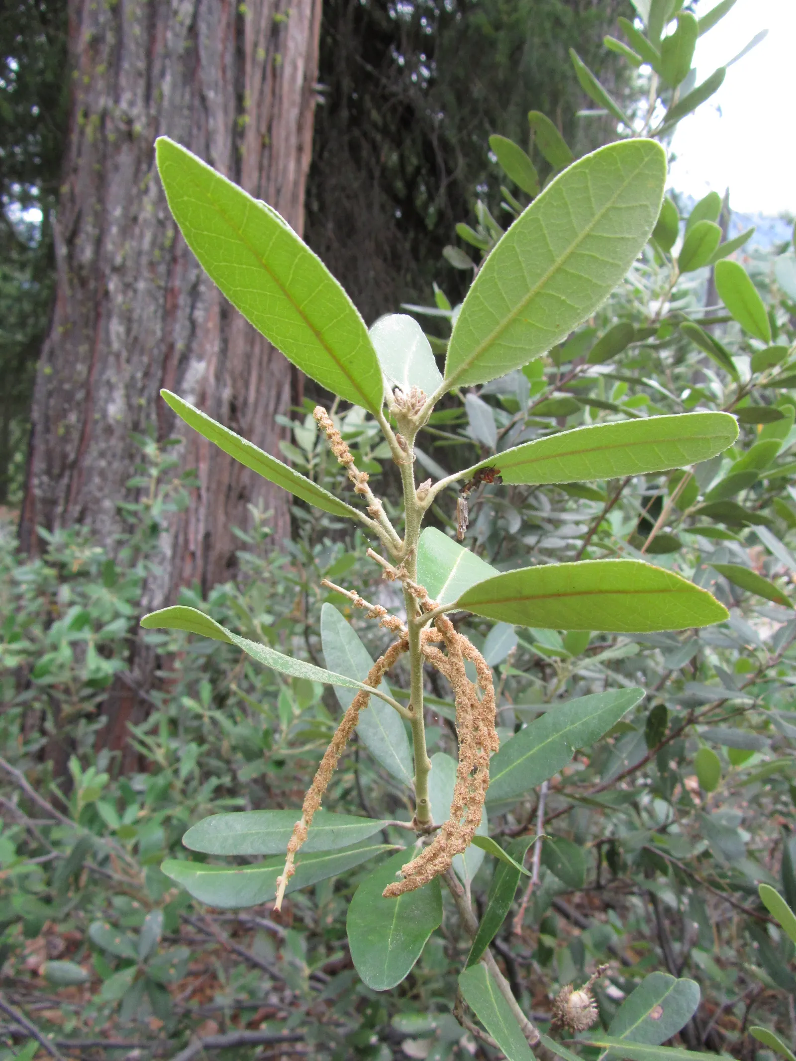 Tan Oak (Notholithocarpus Densiflorus) — It is important to note that the tree does require space to grow