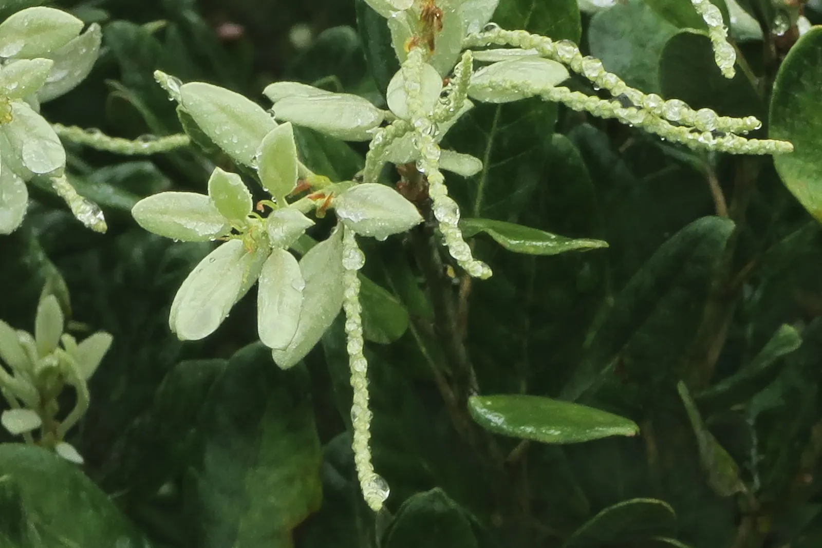 Tan Oak (Notholithocarpus Densiflorus) — which later give way to acorn-like nuts