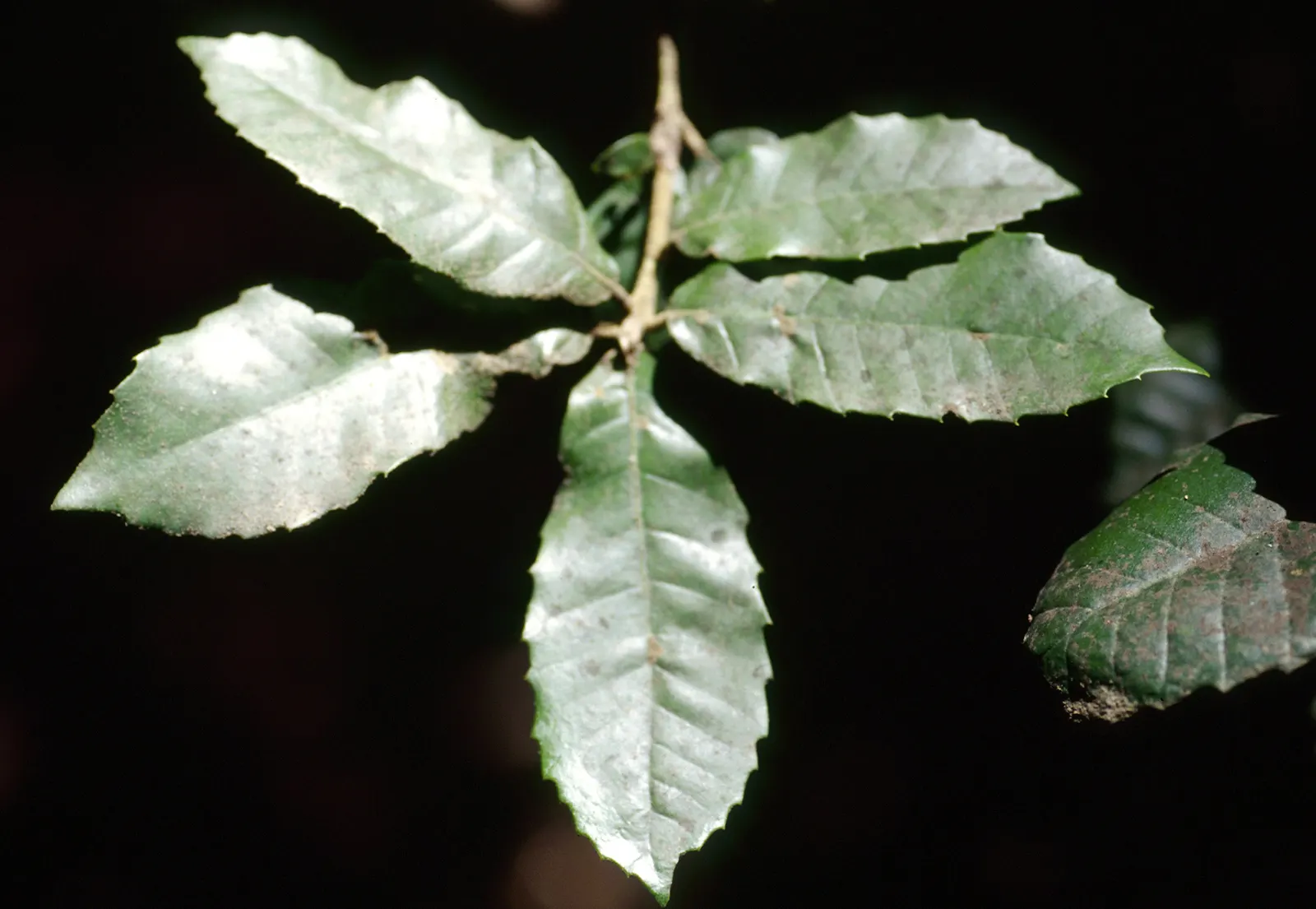 Tan Oak (Notholithocarpus Densiflorus) — making it a worthy focal point or background element in a garden setting