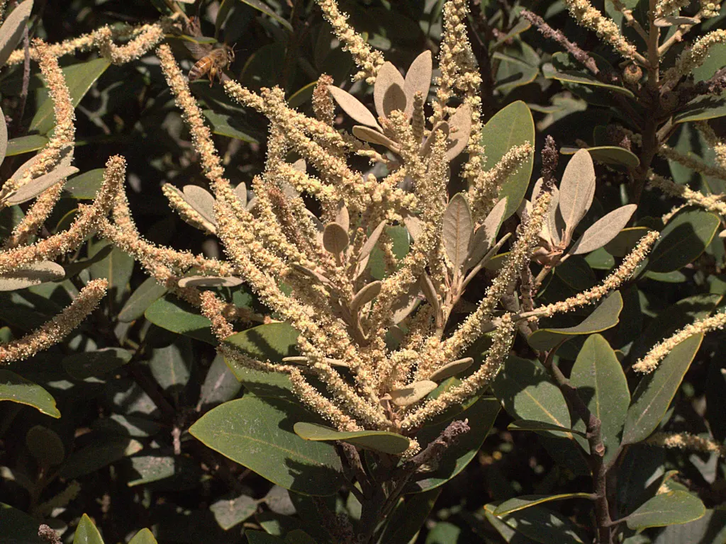 Tan Oak (Notholithocarpus Densiflorus) — it boasts an understated display of yellow-green