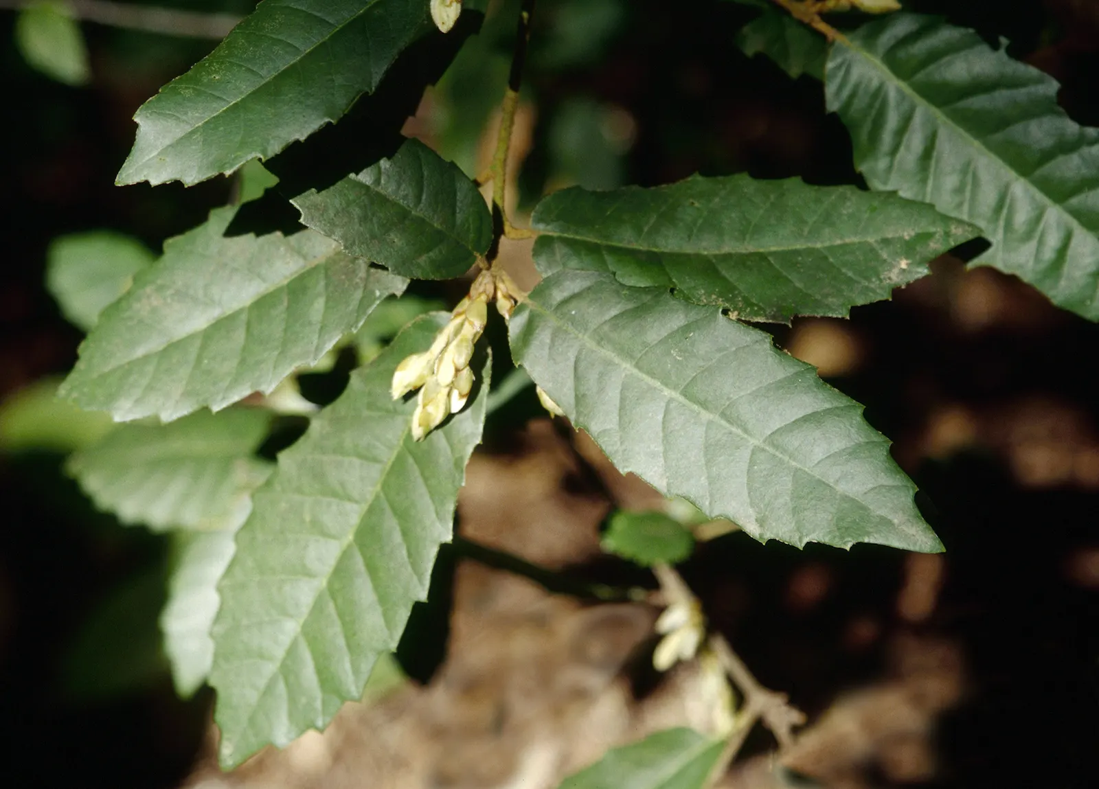 Tan Oak (Notholithocarpus Densiflorus) — slightly acidic soil and appreciating partial to full sunlight exposures