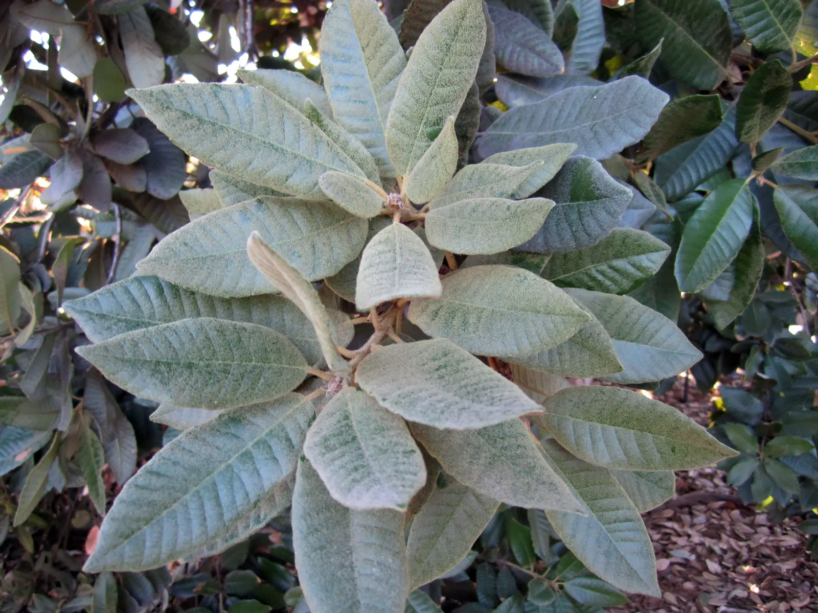 Tan Oak (Notholithocarpus Densiflorus) — making it an ideal choice for larger landscapes that can accommodate its dimensions; <br><br>For the landscape designer