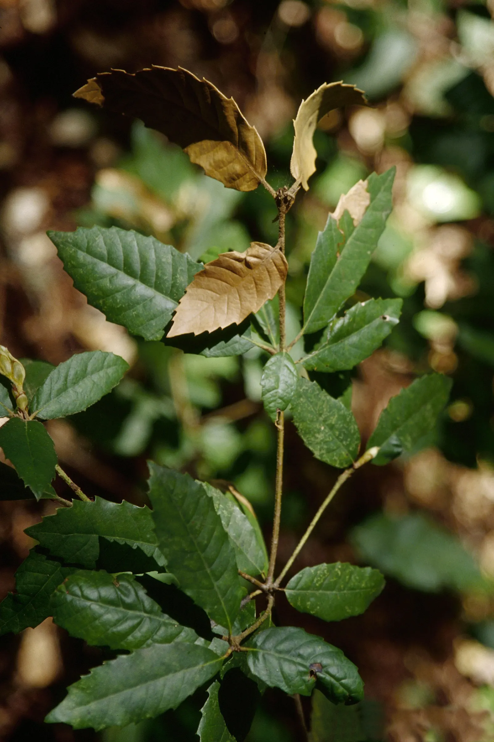 Tan Oak (Notholithocarpus Densiflorus) — incorporating the Tan Oak means adding an element that is both stately and beneficial to the ecosystem