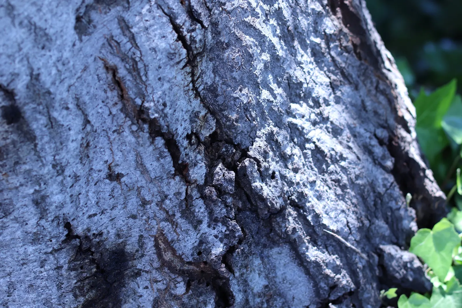 Tan Oak (Notholithocarpus Densiflorus) — it boasts an understated display of yellow-green; hydration needs are moderate; once established