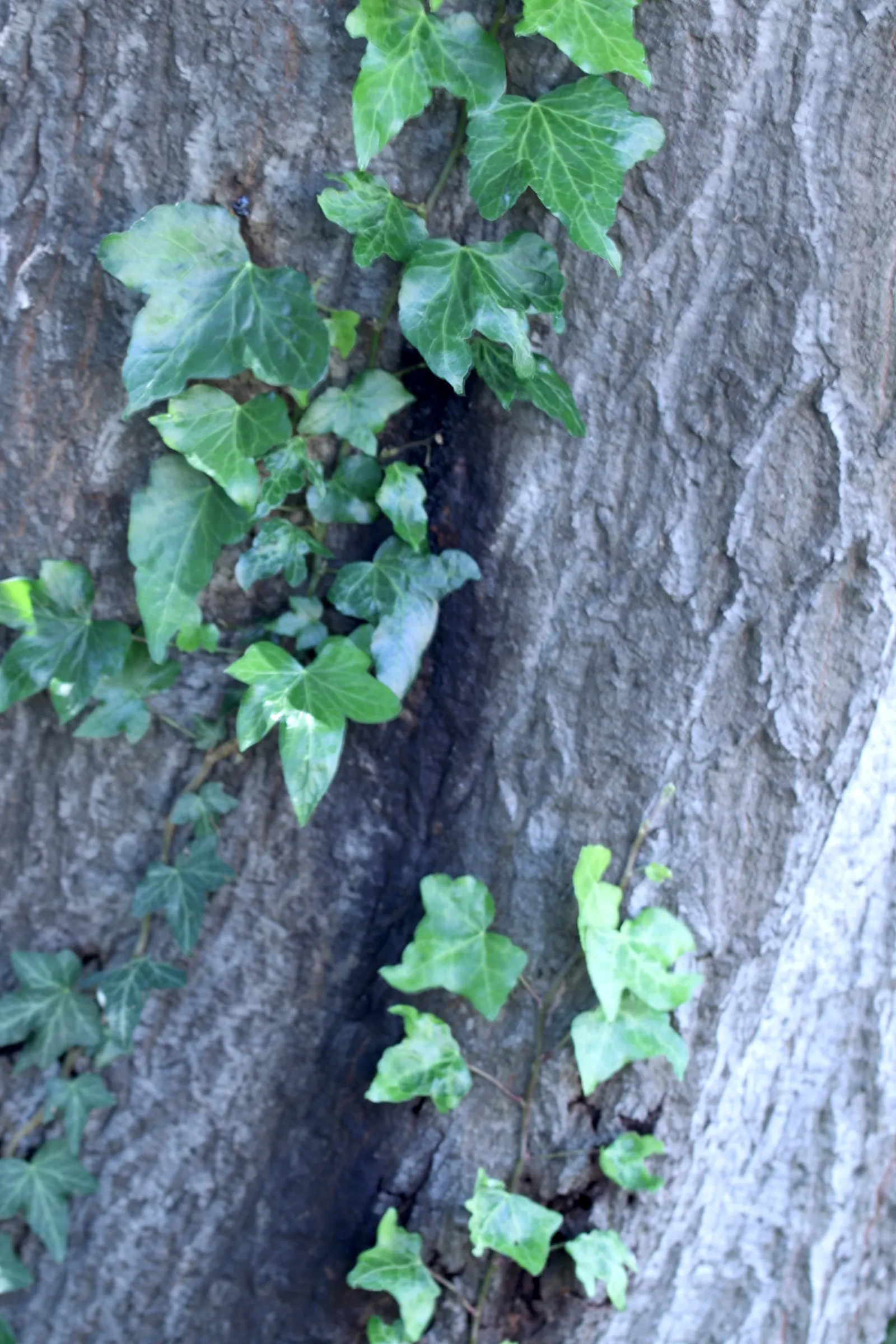 Tan Oak (Notholithocarpus Densiflorus) — often selected for landscape designs that require a robust and attractive tree species; the Tan Oak can withstand