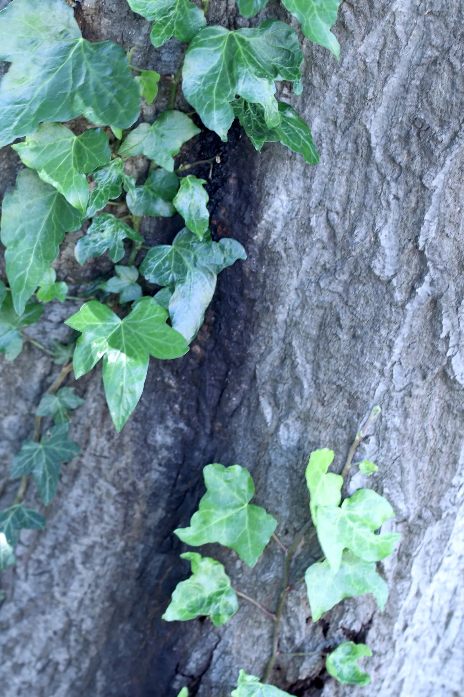 Tan Oak (Notholithocarpus Densiflorus) — offering a stately presence and habitat value in large-scale landscapes; commonly referred to as Tan Oak