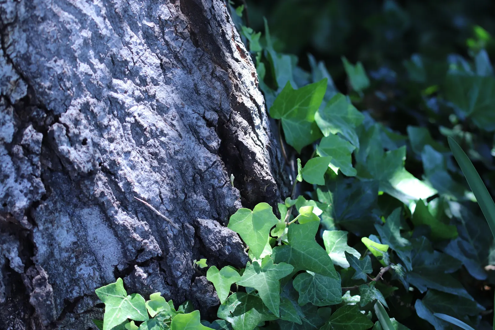 Tan Oak (Notholithocarpus Densiflorus) — with a broad canopy spread of 20 to 40 feet upon maturity; slightly acidic soil and appreciating partial to full