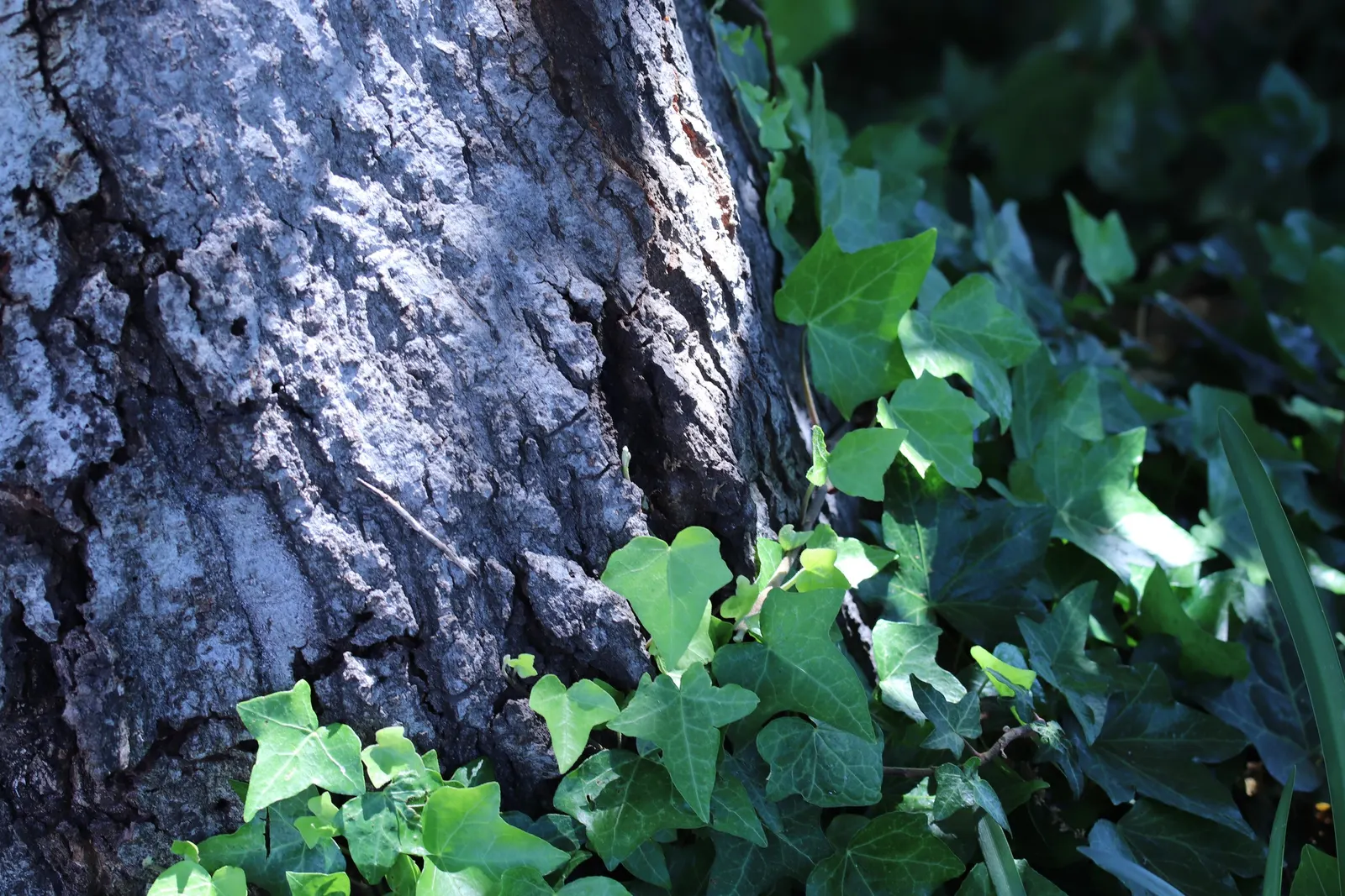 Tan Oak (Notholithocarpus Densiflorus) — Possessing a grand stature; its broad leaves resemble those of true oaks but are leathery with a glossy green top