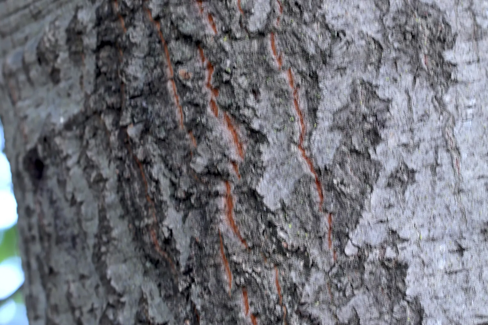 Tan Oak (Notholithocarpus Densiflorus) — which later give way to acorn-like nuts; it can reach 20-70 feet in height with a 20-35-foot spread