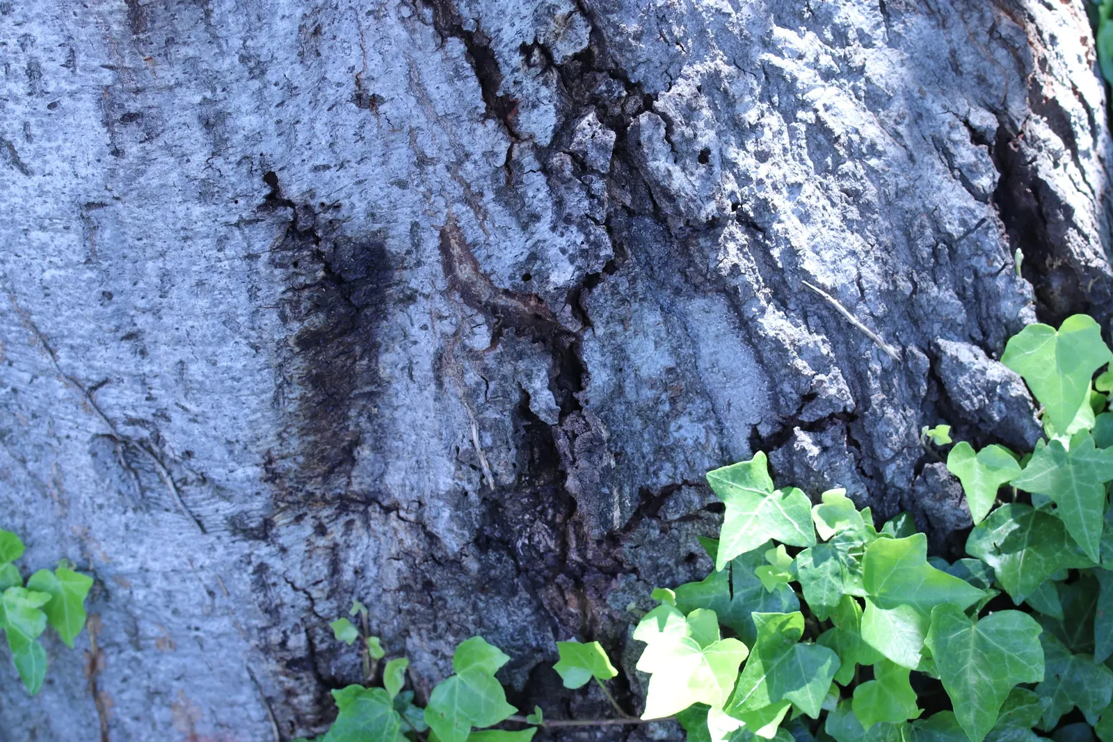 Tan Oak (Notholithocarpus Densiflorus) — The leaves' underbellies hint at a lighter green; offering a stately presence and habitat value in large-scale