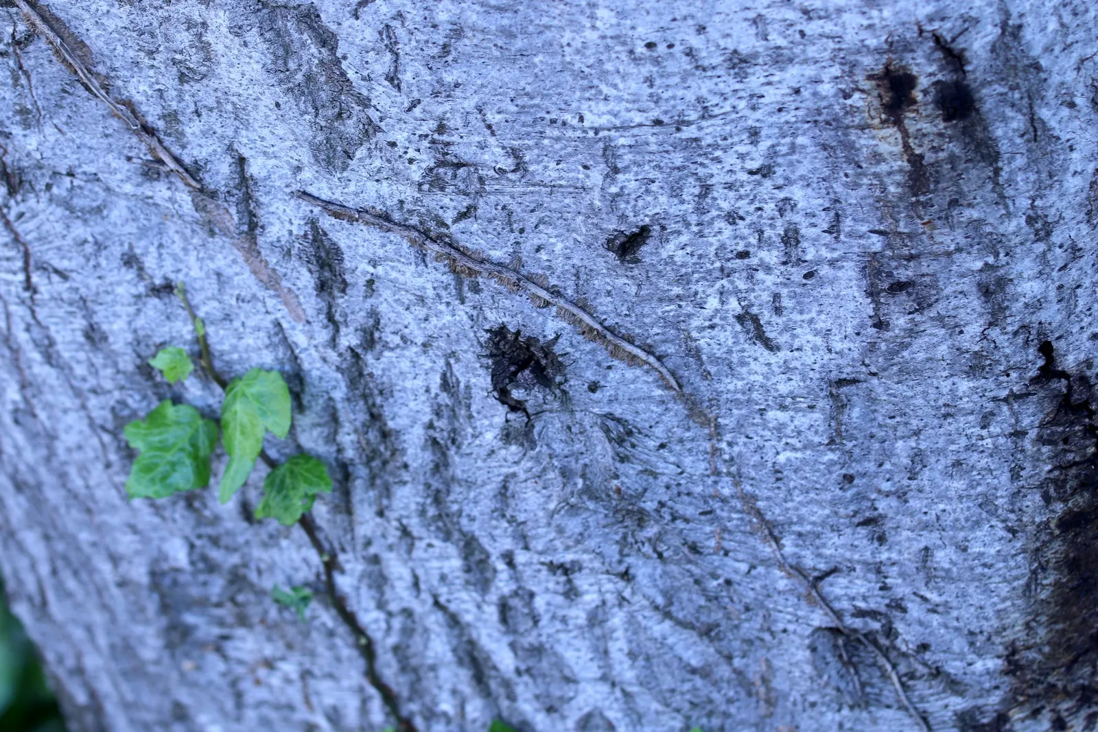 Tan Oak (Notholithocarpus Densiflorus) — It is important to note that the tree does require space to grow; adding depth and texture to the foliage.<br><br>The