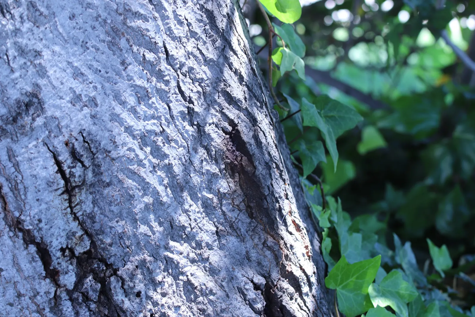Tan Oak (Notholithocarpus Densiflorus) — commonly referred to as Tan Oak; lance-shaped leaves that range from 3 to 6 inches in length