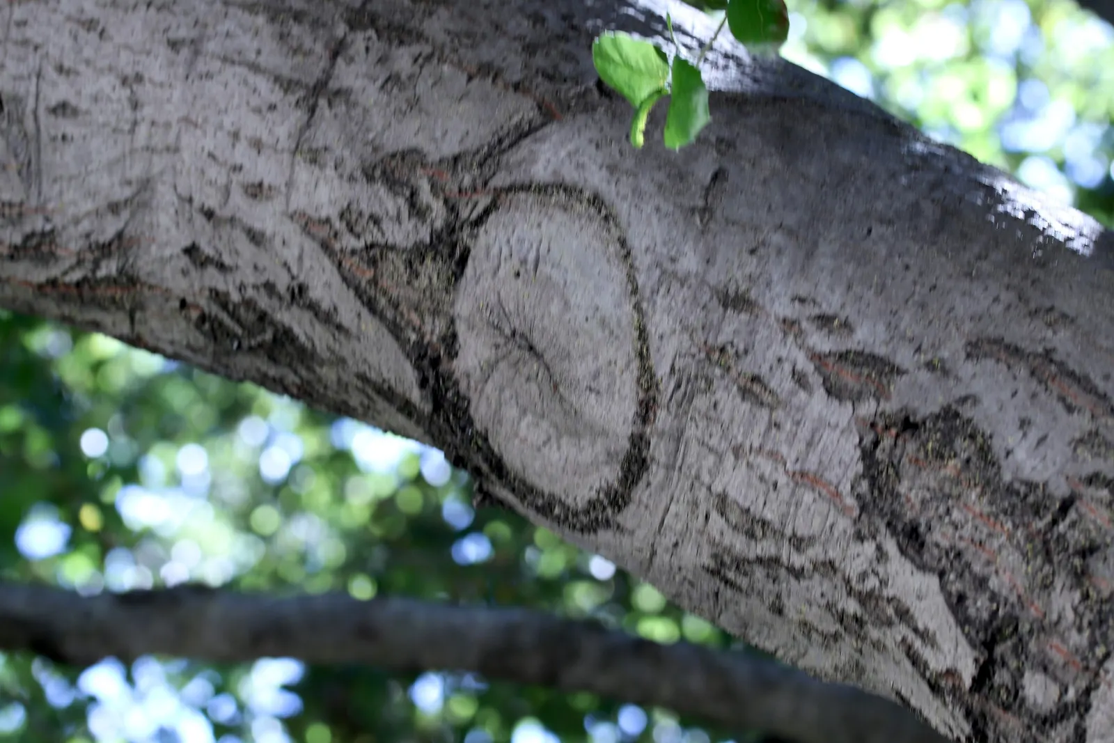 Tan Oak (Notholithocarpus Densiflorus) — adding depth and texture to the foliage.<br><br>The Tan Oak flourishes in USDA hardiness zones 7 through 9; its