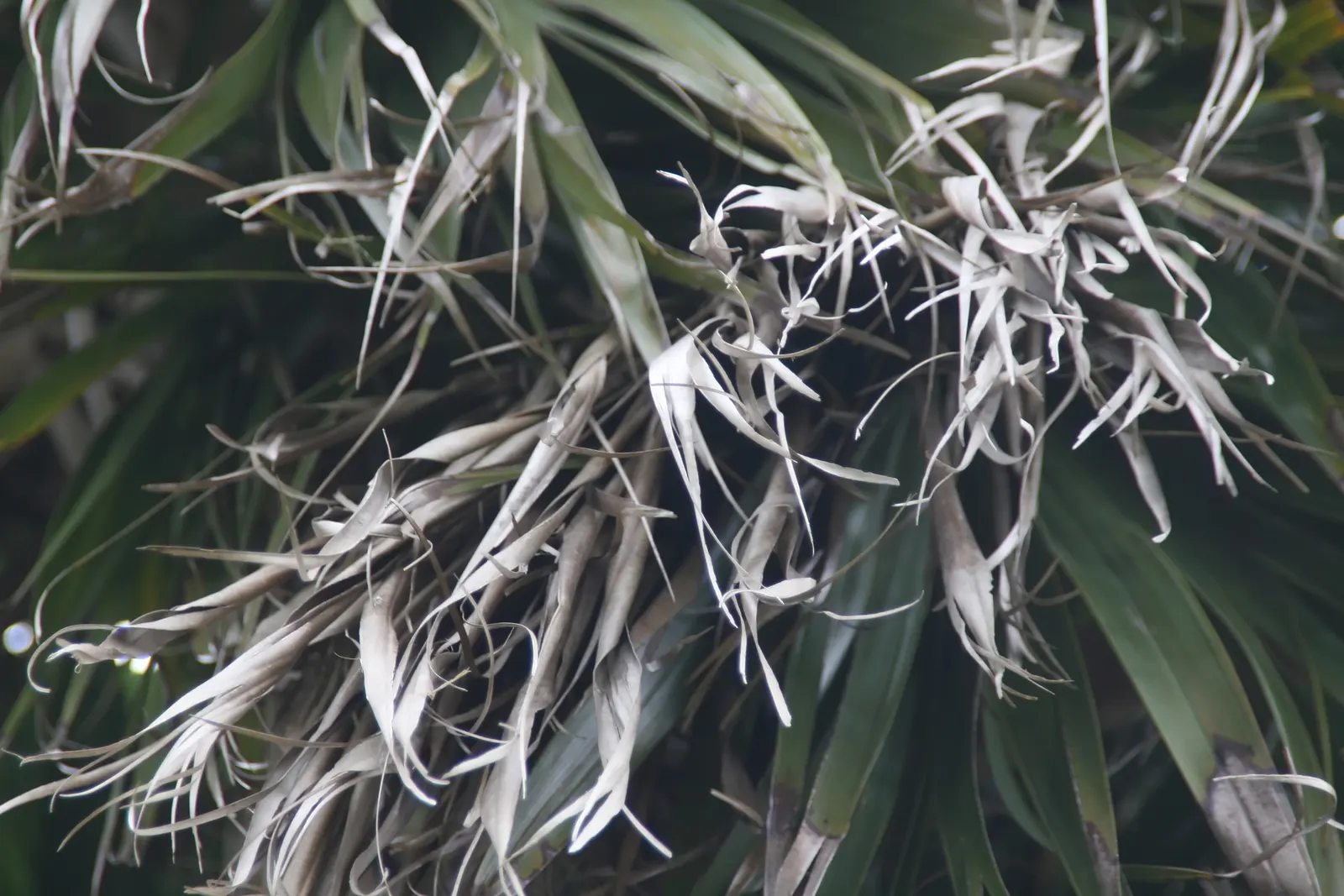 Key Thatch Palm (Leucothrinax Morrisii) — as it serves as a habitat and food source for certain bird and insect species