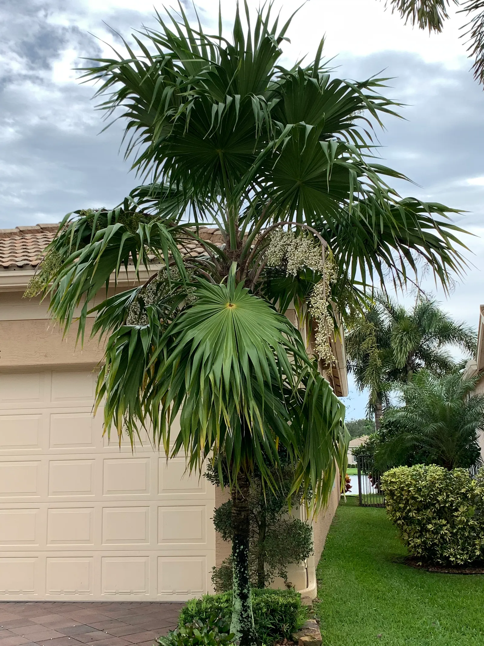 Key Thatch Palm (Leucothrinax Morrisii) — The Key Thatch Palm (Leucothrinax morrisii) is a tropical, slow-growing palm; this palm showcases a, image 55
