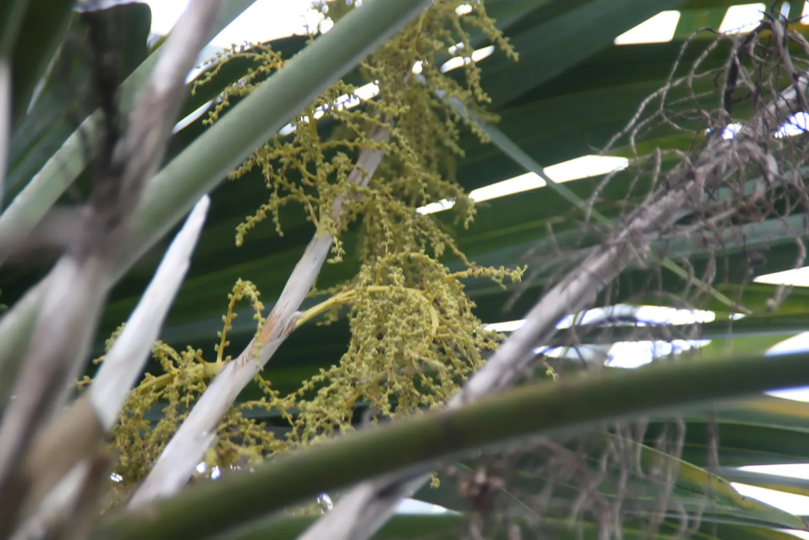 Key Thatch Palm (Leucothrinax Morrisii) — Ideal for warm coastal landscapes, image 86