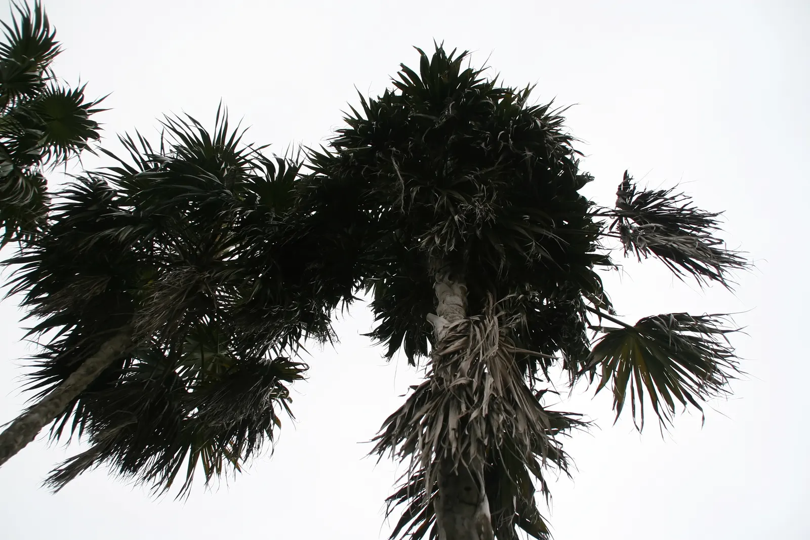 Key Thatch Palm (Leucothrinax Morrisii) — fan-shaped fronds which extend from slender