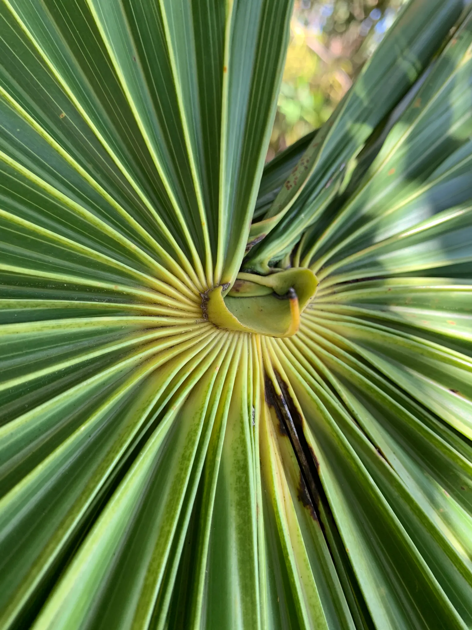 Key Thatch Palm (Leucothrinax Morrisii) — integrate the Key Thatch Palm for its tropical appeal and its ability to cast dappled shade; inform your clients that