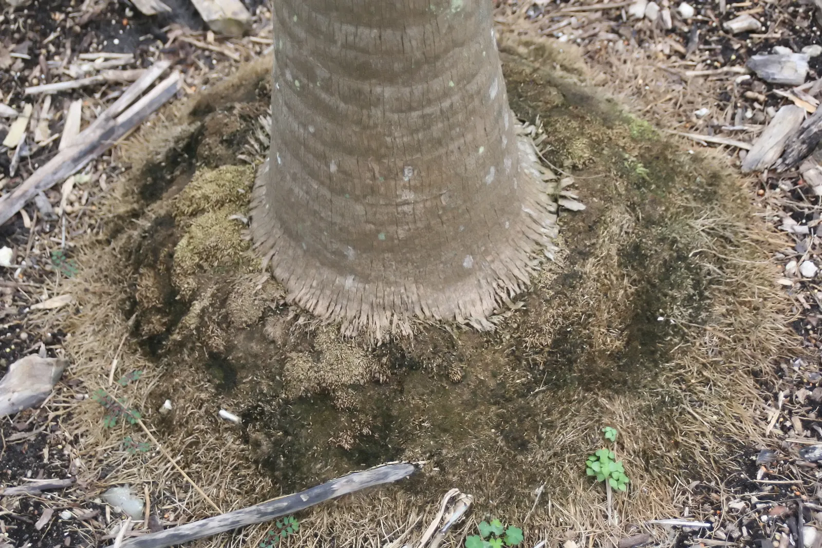 Key Thatch Palm (Leucothrinax Morrisii) — With a maximum height of 15-20 feet and a spread of 6-10 feet; it's slow-growing and low-maintenance, image 57