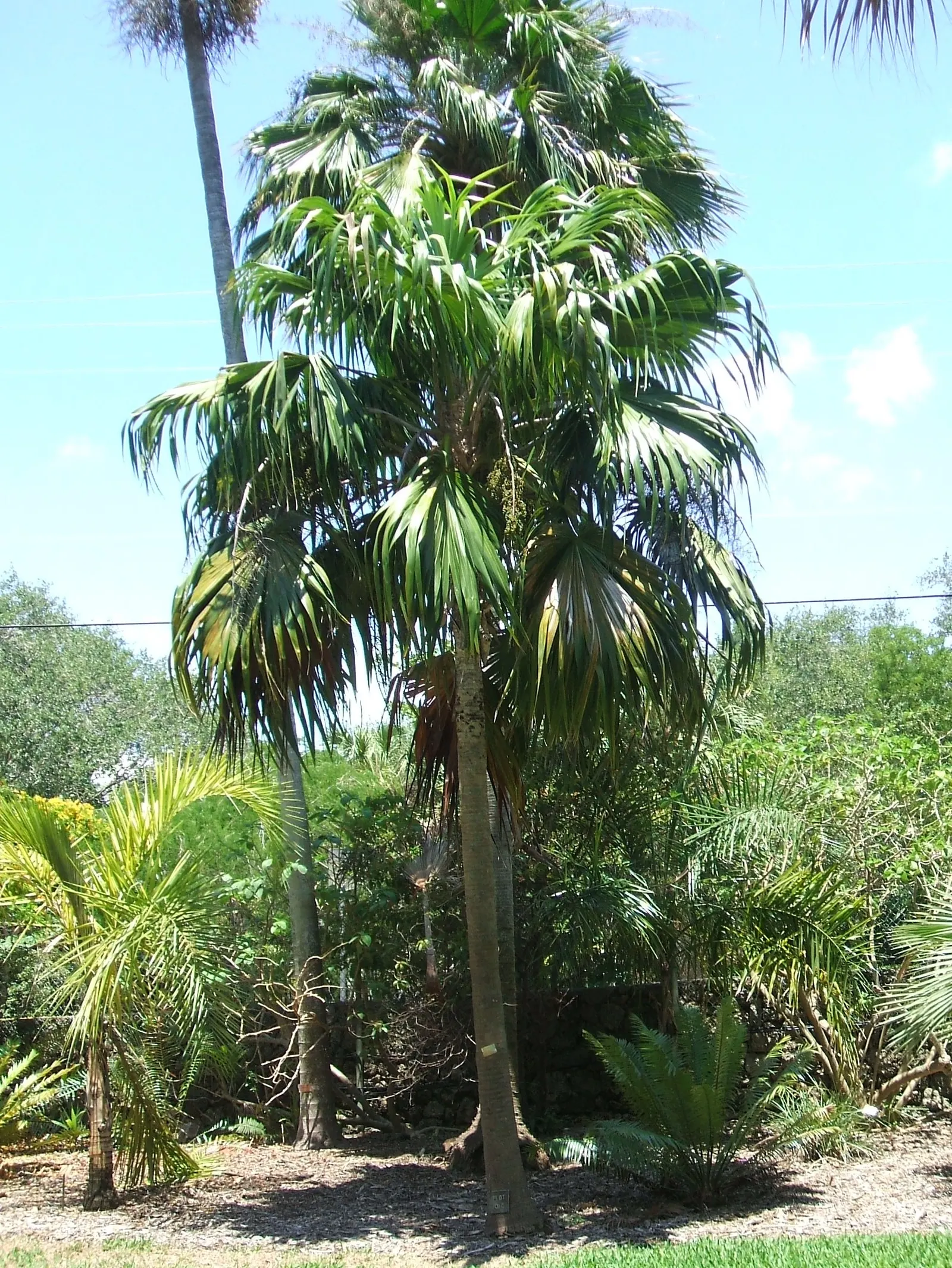 Key Thatch Palm (Leucothrinax Morrisii) — making it well-suited for warm; palm / tree for full or half