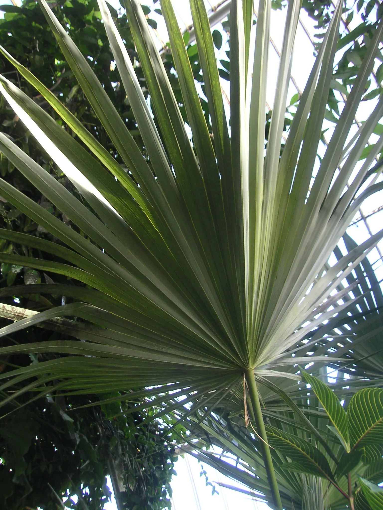 Key Thatch Palm (Leucothrinax Morrisii) — small to medium-sized palm endemic to the Florida Keys; it enjoys well-draining soil, image 63